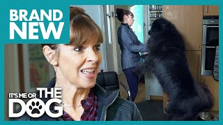 Excitable Giant Jumps Up At Guests Its Me Or The Dog