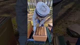 Два однокорпусных ! #пчеловодство #beekeeper #пчёлы #bee #2024 #beekeeping #honey