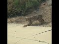 Snake and bobcat battle on streets of Arizona