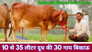 10 से 35 लीटर दूध की 30 गाय बिकाऊ। 25000 से शुरू हैं दाम। Subhash Bishnoi Dairy Farm Sri Ganganagar