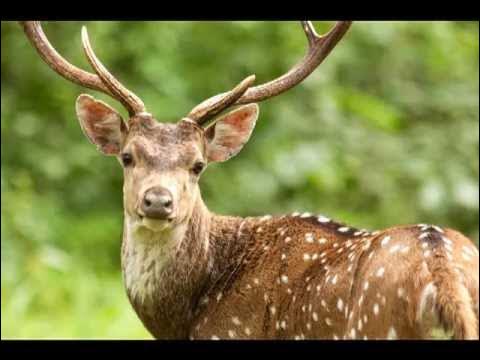 Alarm call of spotted deer because of tiger or leopard 