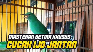 MASTERAN CUCAK IJO BETINA NGAMUK MEMANCING JANTAN SATU INI SIAP BIKIN JANTAN DIAM TERBAKAR EMOSI NYA