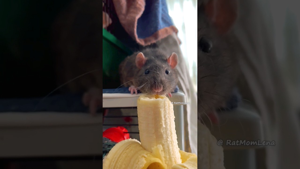 Pet Rat Reaction to banana 🐭 