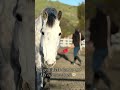 BIRKIN BAG #fypシ #horse #equestrian #equine