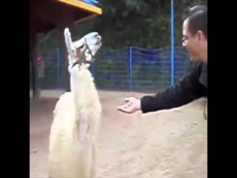Money lama - YouTube