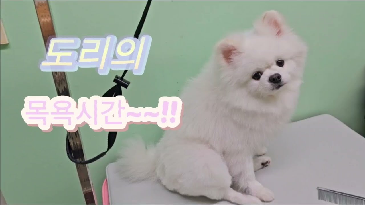도리의 목욕 후 엉덩이 다듬기