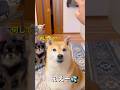 気分屋さん🐶🎵#柴犬 #チワワ #shorts
