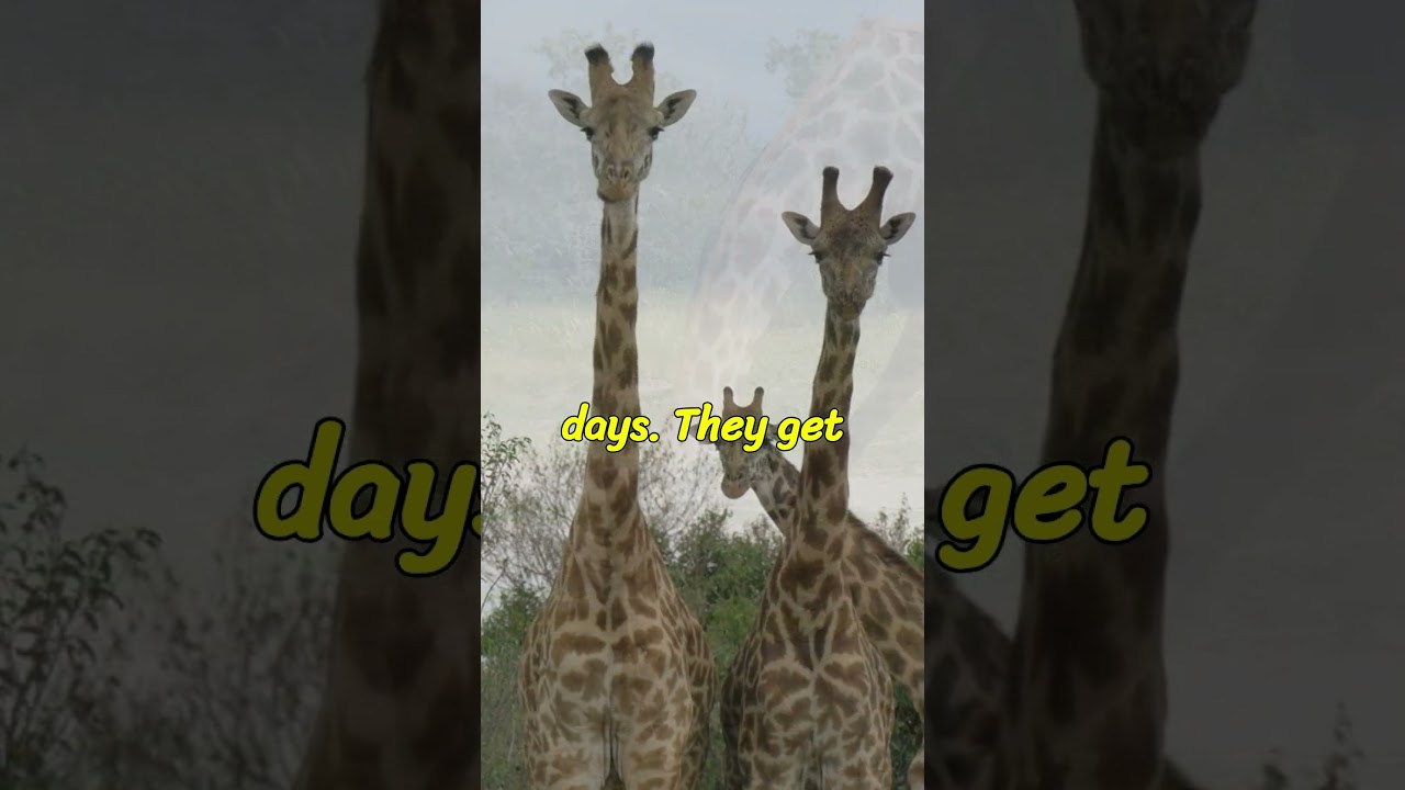 Giraffes: Masters of Hydration Efficiency 🦒💧