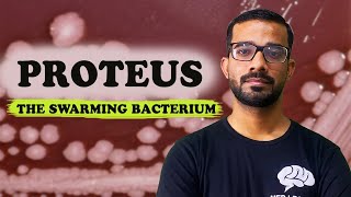 Proteus Species: Morphology, Culture, and Clinical Significance