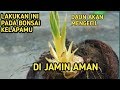 PROGRAM SAYAT MAWAR BONSAI KELAPA UNTUK HASILKAN DAUN MINI