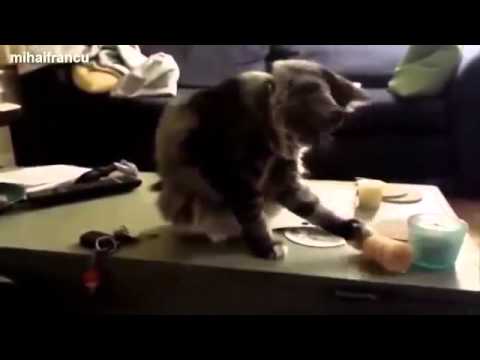 funny videos of cats