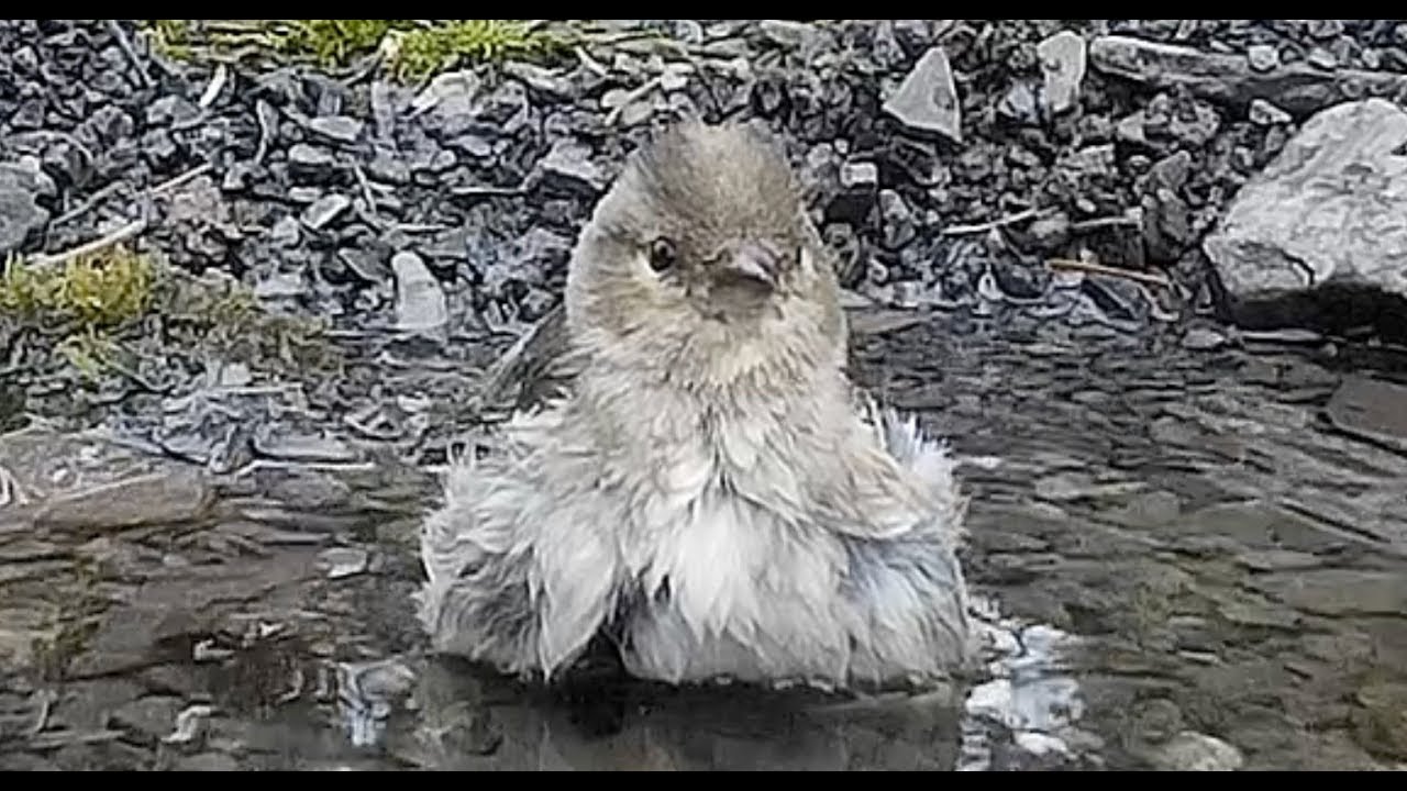 Common Chaffinch bathing. Buchfinkt badet. Eifel, Germany 
