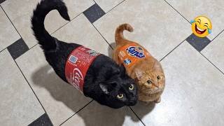 These CATS Are Too FUNNY To Handle 😹🙀 | Funny Cat Videos 2026