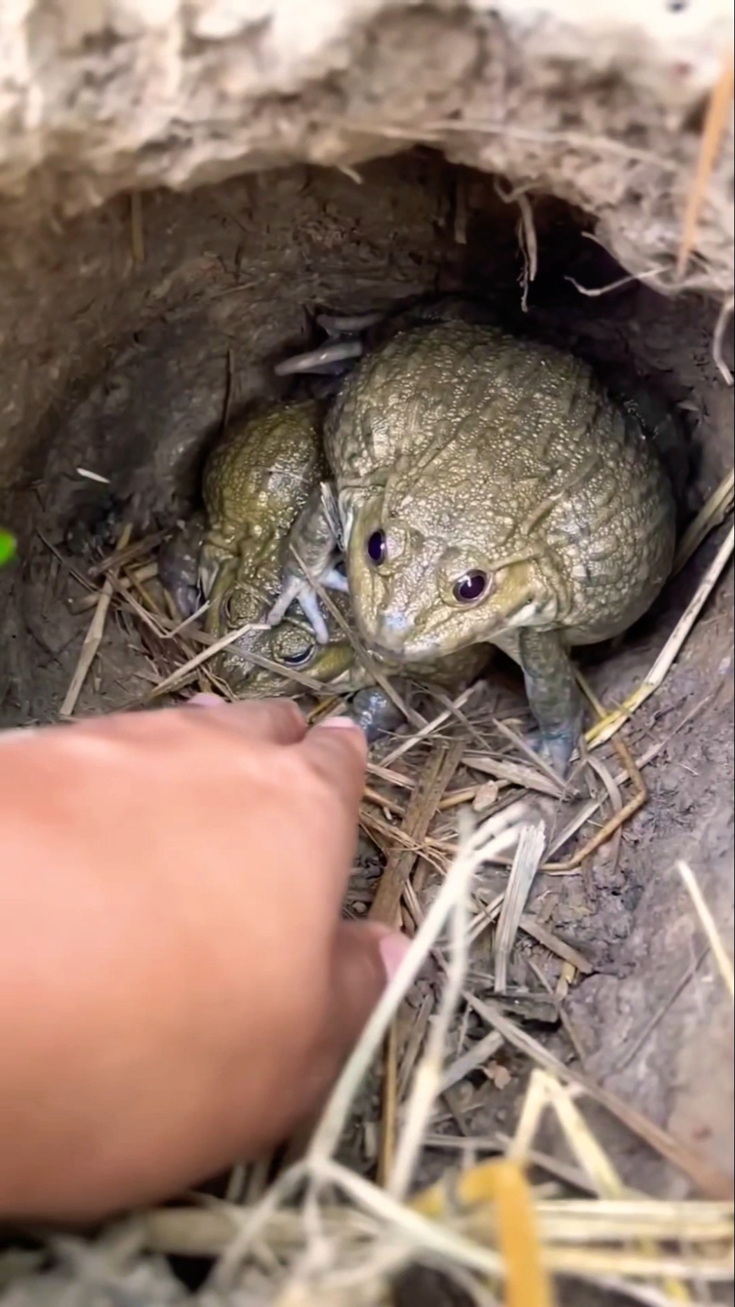 Frog vs Hand ?? #funnyvideo #shorts #viralshort