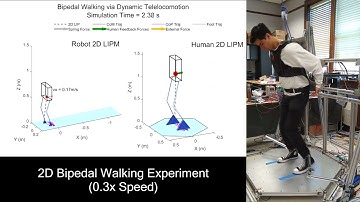 Bipedal Robot Walking Control Using Human Whole-Body Dynamic Telelocomotion