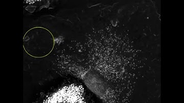 Label-free Live Cell Imaging: Living Macrophages Marker-free imaged for 4 hours