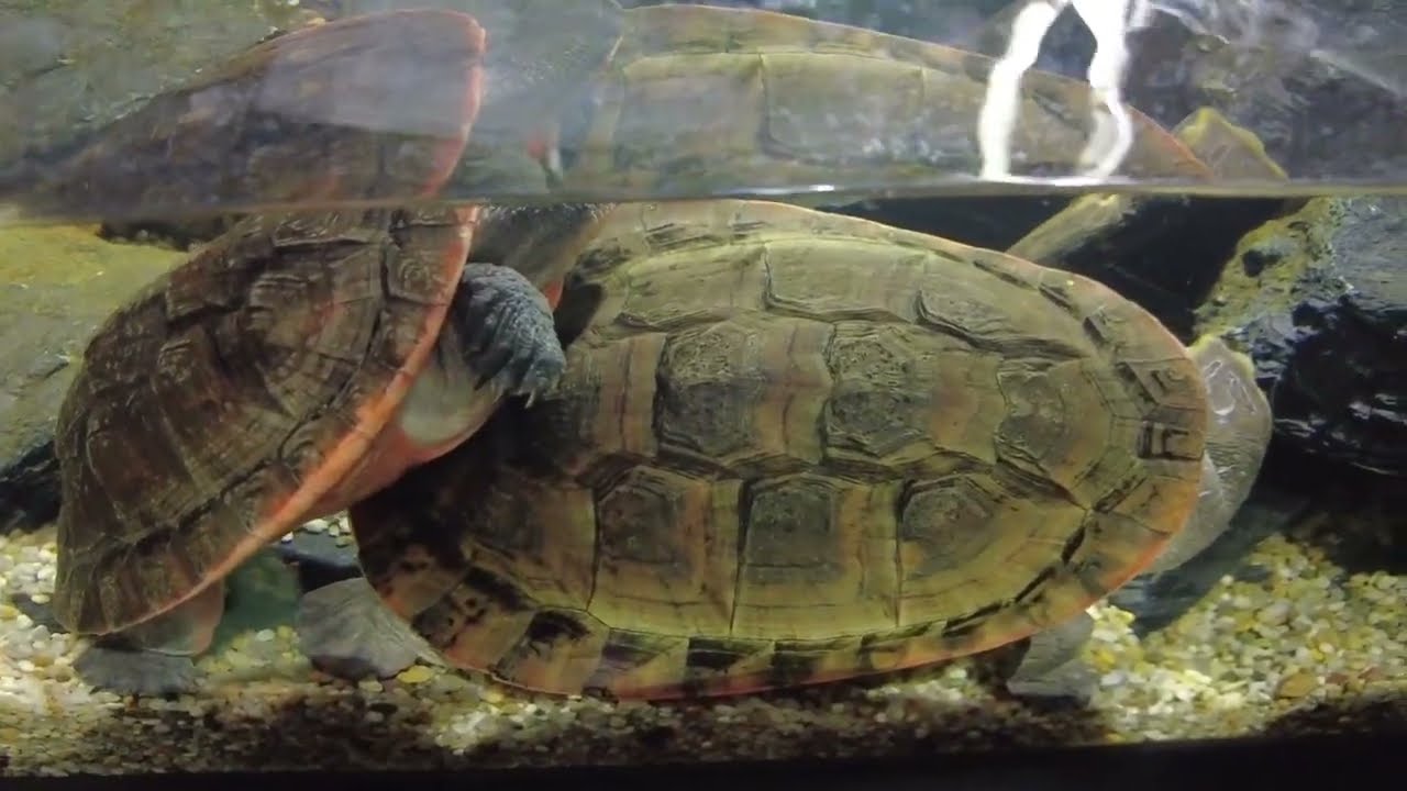 Hiroshima Motomachi Aquarium (Aqua Alive Museum) 広島もとまち水族館