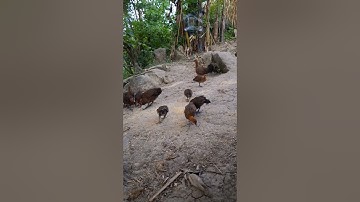 gà rừng tơ lớn rồi ae ơi.me nyuam lau qaib loj lawm nawb