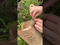 How to harvest Grass-Leaved Goldenrod (Euthamia graminifolia) seeds