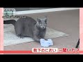 ニャンだ このニオイ 靴下のニオイにビックリ顔 最後は走り去り なぜ 羽鳥慎一モーニングショー 2024年5月28日 ニャンだ このニオイ 靴下のニオイにビックリ顔 最後は走り去り なぜ 羽鳥慎一モーニングショー 2024年5月28日