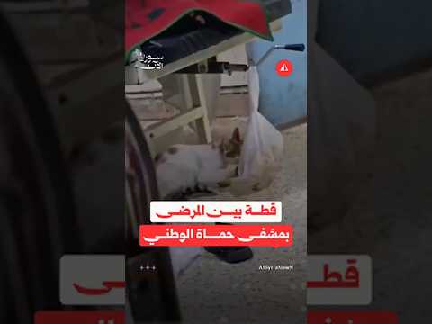 قطة بين أسرّة المرضى في مشفى حماة تثير شكاوى حول النظافة والخدمات