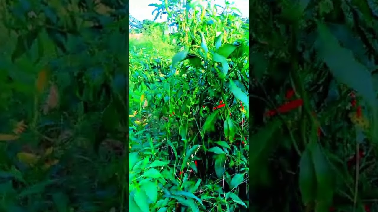 short video Neem Ronak vlogs    Flowers 🌺