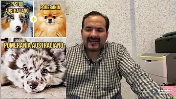 ¿Debo mantener a mi perra embarazada alejada de otros perros?