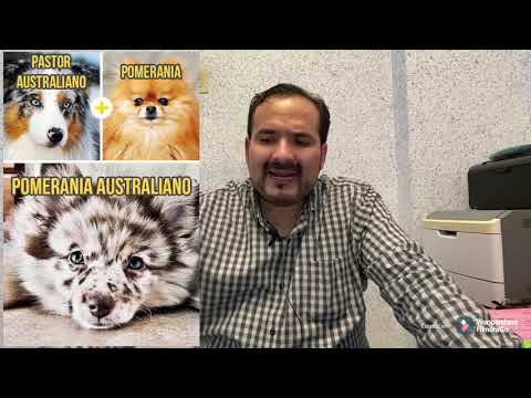 MONTA NO DESEADA EN PERROS, CUANDO A TU PERRA LA MONTA UN PERRO, NO DESEADO. hqdefault
