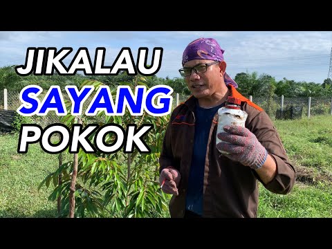 Video: Apakah Itu Luka Pokok – Bagaimana Pokok Terluka