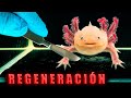 ¡A UN AXOLOTE LE HAN MORDIDO DOS PATAS! REGENERACIÓN. ¡AXOLOTE Y ATAQUE A LOS GUSANOS!