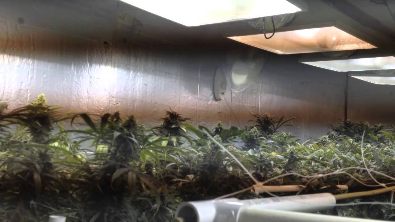 Pinkman Goo - 5000w, 7 strain genetics run, ep3-4, NO Co2, T5 veg