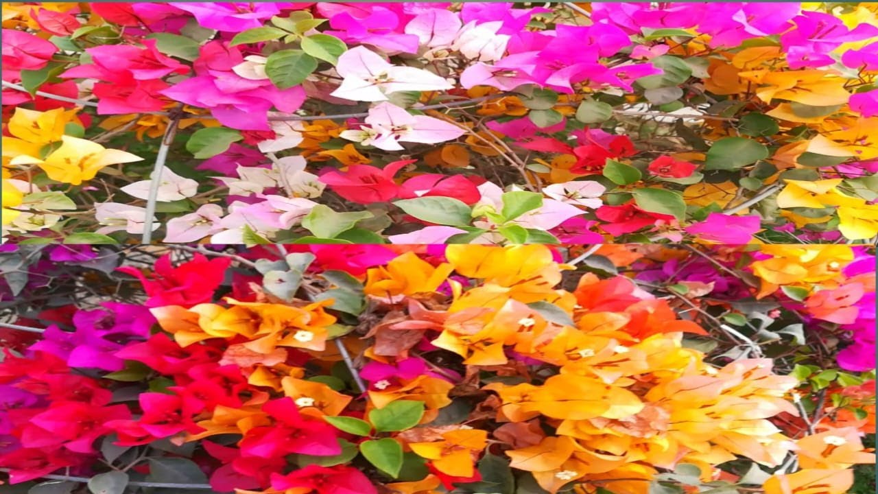 Multicolor bougainvillea Huge Flowering Bougainvillea Growing Ideas
