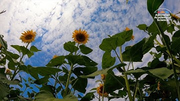 How sunflowers track the sun