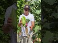 Aprende a cultivar tus alimentos 🍅🥬 en tu propia huerta hidropónica en casa #huertaorgánica