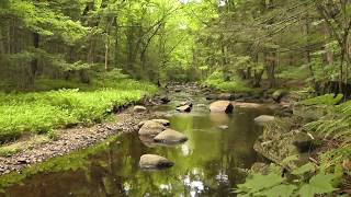 Thirty minutes of non-looping babbling brook filmed in late spring
2018. this video was recorded with hq stereo microphones, and is best
experienced using he...