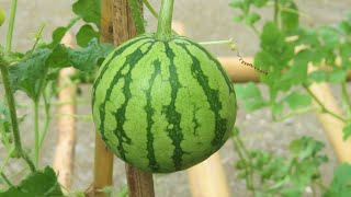 Grow Watermelon in Containers