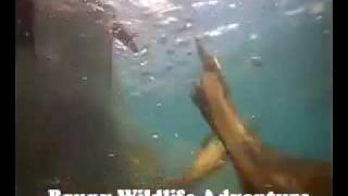 Bruny Wildlife Adventures  VideoRay ROV Footage - Seal Compilation