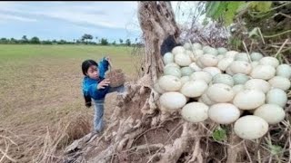 top video fishing - pick a lots of duck eggs in the tree stump near village by hand a fisherwoman