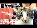 【ネコケツドラム】せがまれたのでBLUE BLOOD叩いてみた - X JAPAN (Spanking the Cat)
