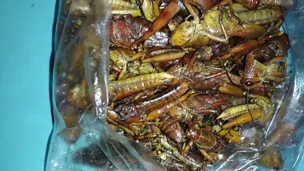 belalang goreng makanan extreme dari gunungkidul (indonesian extreme