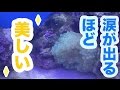 【海水魚】タマイタダキイソギンチャクが買い!