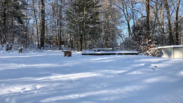 First Snow ...