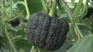 野菜中継　宮崎 「黒皮かぼちゃ」 Pumpkin