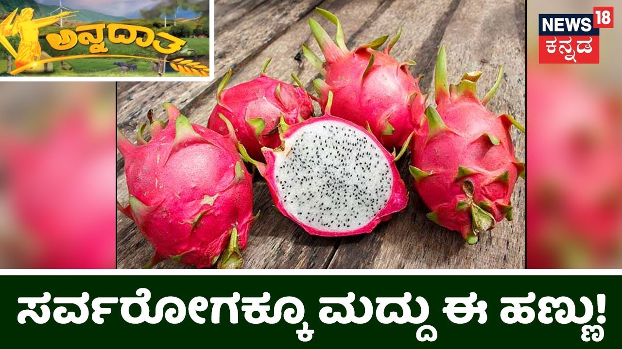 ಬಿಸಿಲ ನಾಡಲ್ಲಿ ವಿದೇಶಿ ತಳಿ ಬೆಳೆ ಮಾಡಿ ಯಶಸ್ಸು ಕಂಡ ಪದವೀಧರ ರೈತ Rajashekar!