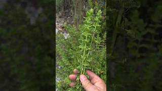 Dağlardaki en güzel kekik (limon kekiği)