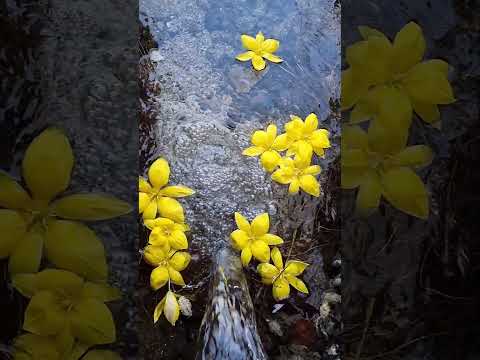 زیباترین صدا 