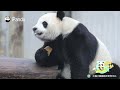 Baby Panda Tossed Around By Mom | iPanda