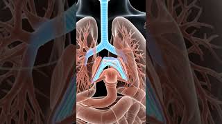 How Vocal Cords Work #HumanBody#ScienceFacts#Biology#LearnScience#EducationalPost