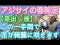 【紫陽花の剪定(春編)】花を楽しむための枝の整理方法(2026年4月)🌱🎶