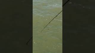 Huge Shark Eating Girl